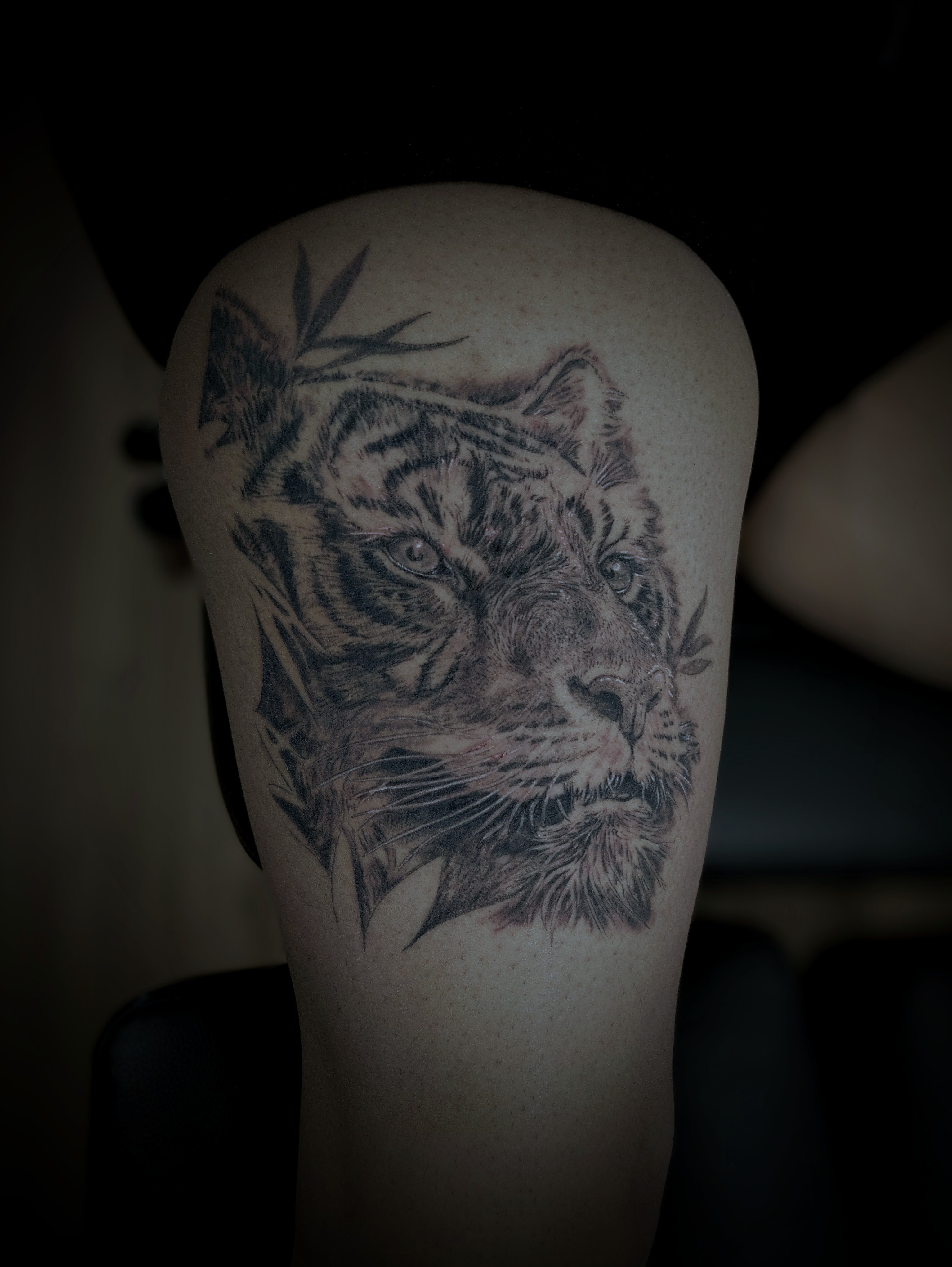 Tigre