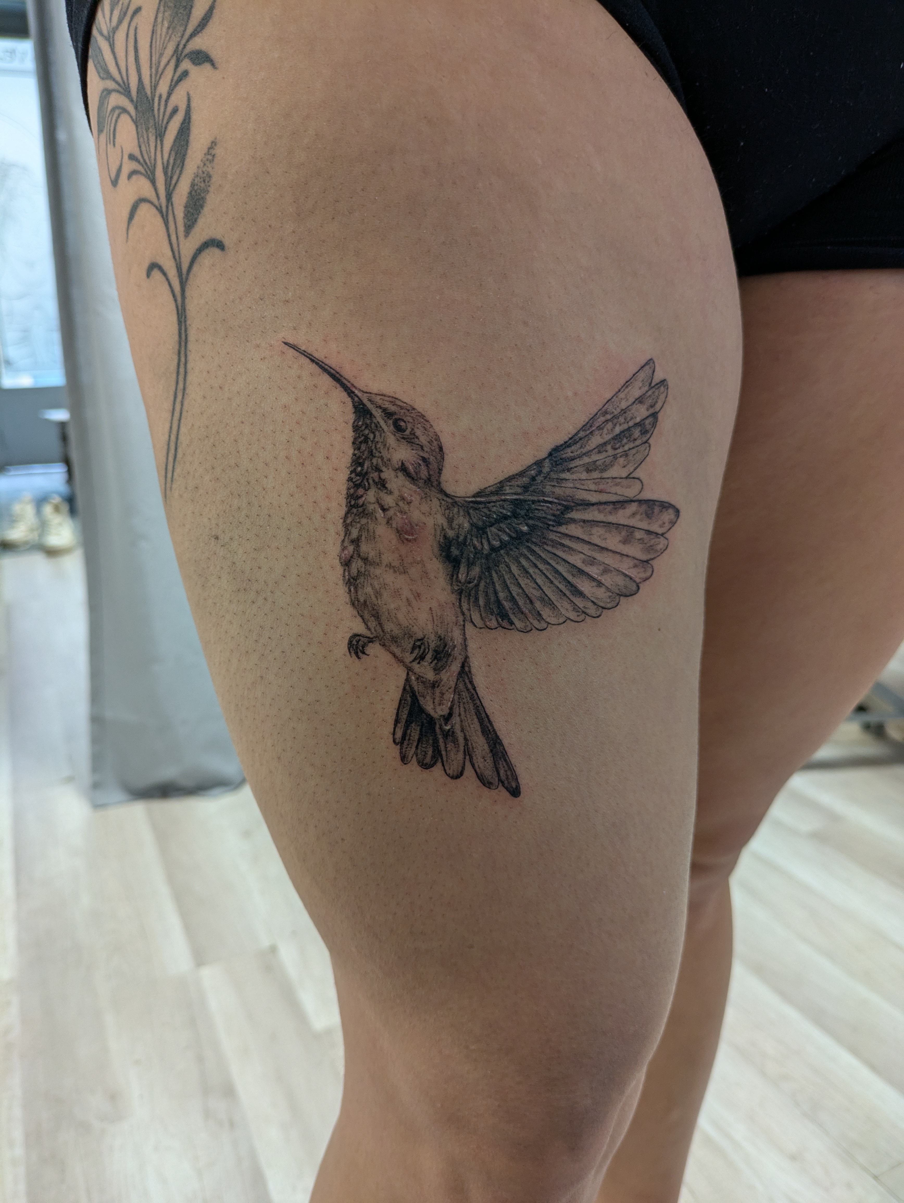 Colibri N&B